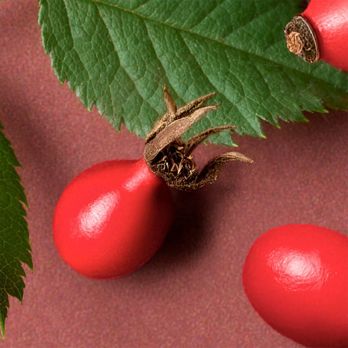 ビオオイル ローズヒップオイル 50mL｜スキンケアオイル｜メルヴィータ