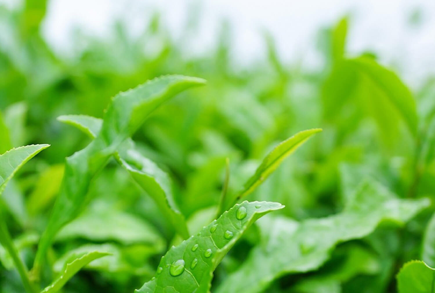 クリーンウォッシュ